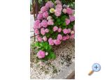 Apartmaji NEDA - ivogoe Hrvaka