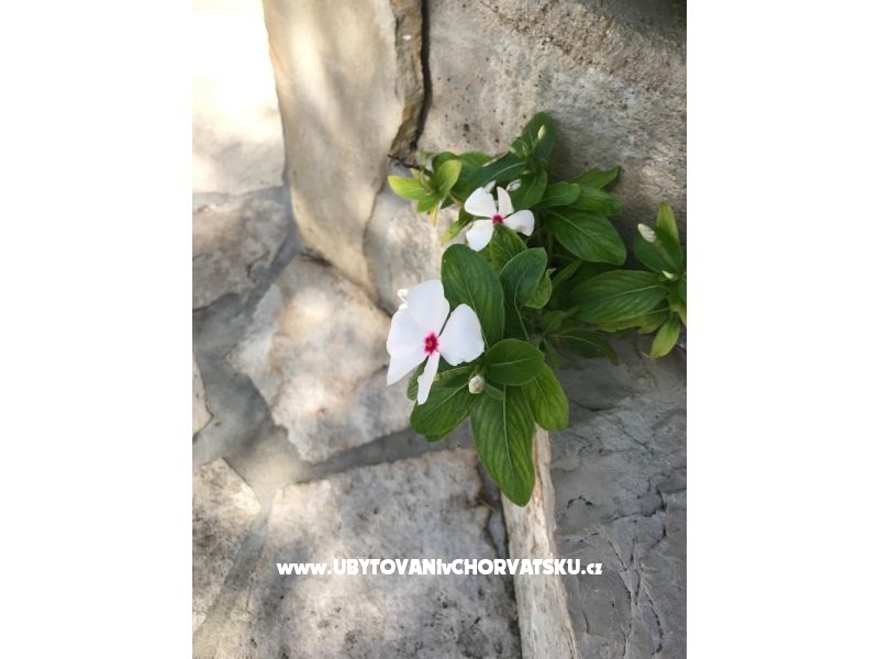 Appartements Kod Vlaha ,I&amp;T – Ferienwohnung Zuljana – Peljesac, Kroatien – Foto 14